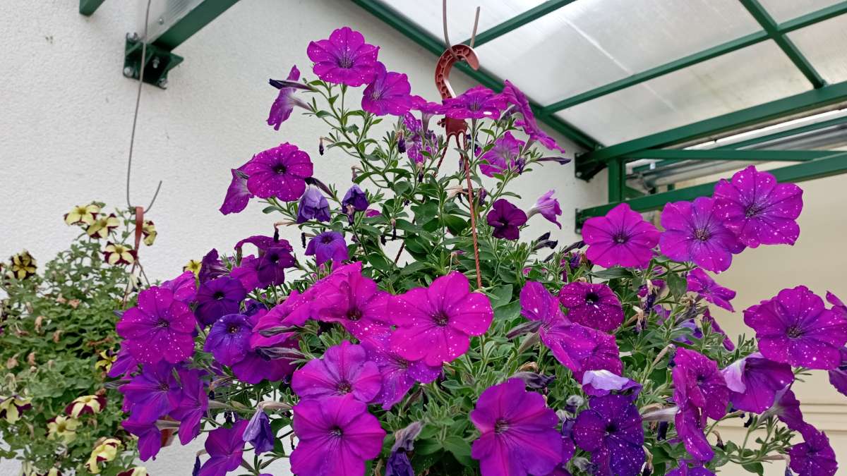 osázený závěsný květináč