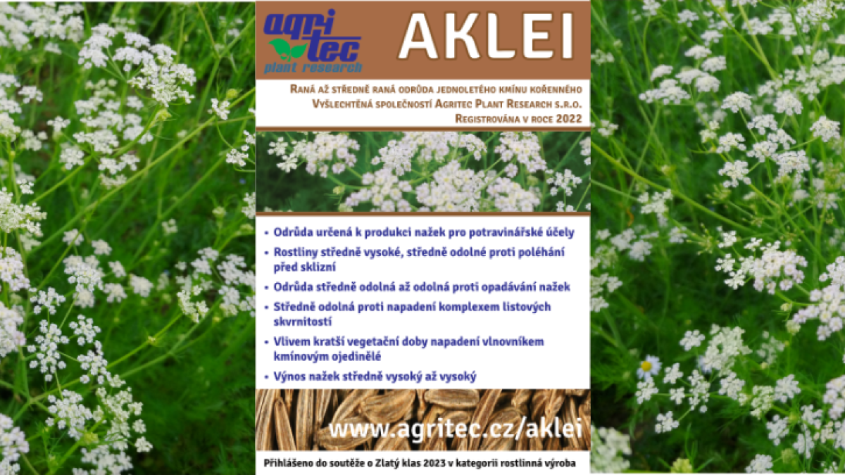 Zěmě živitelka 2023 - kmín jarní Aklei v souteži o Zlatý klas
