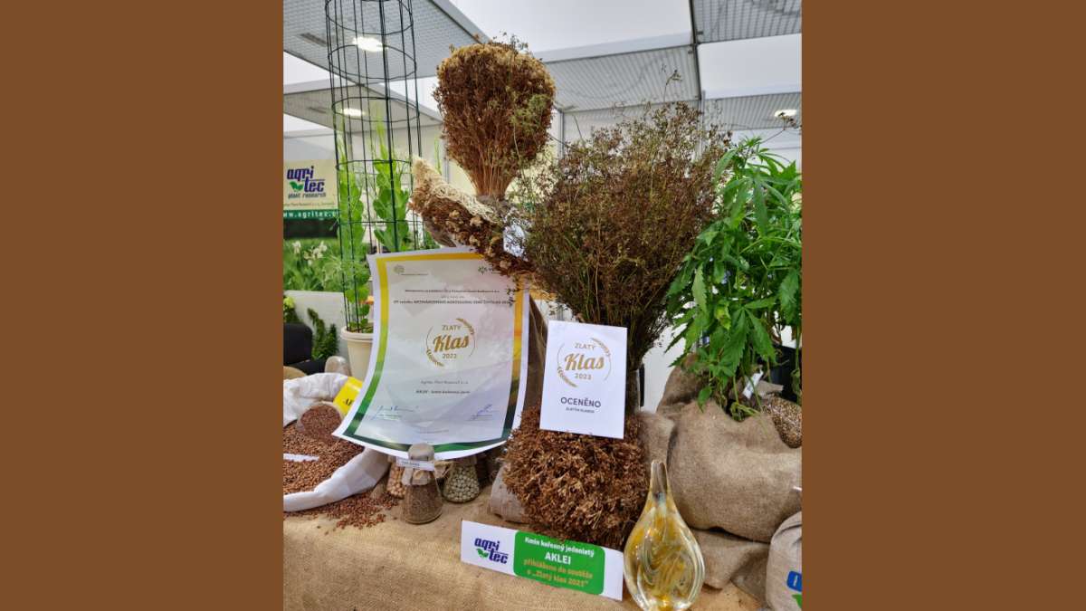 kmín kořenný AKLEI – Zlatý klas 2023