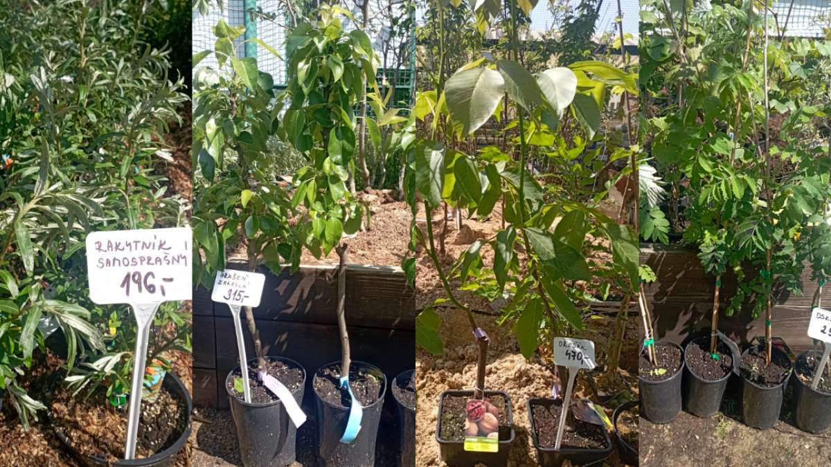 angrešt keř, hrušeň zakrslá, jeřáb aronia, moruše, oskeruše, rakytník samosprašný, rybíz keř