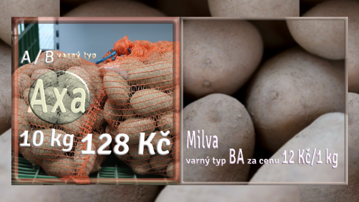 Brambory Axa a Milva