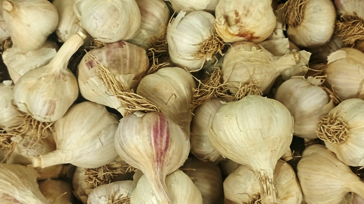 Česnek v prodejně Agritec