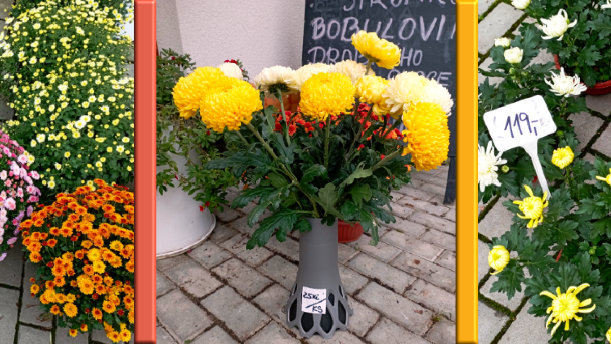 Chryzantémy k podzimní výzdobě