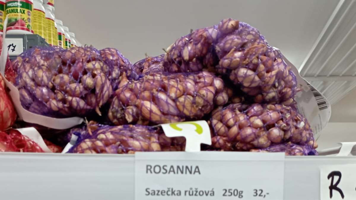 Cibule sazečka (Agritec)