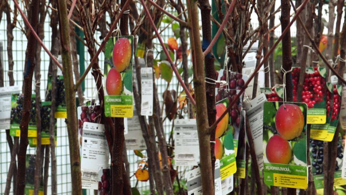 dřeviny k podzimní výsadbě