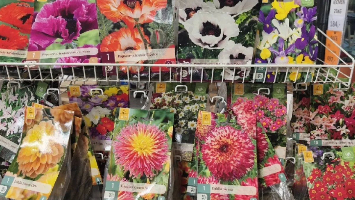 Hlízy jarních květin