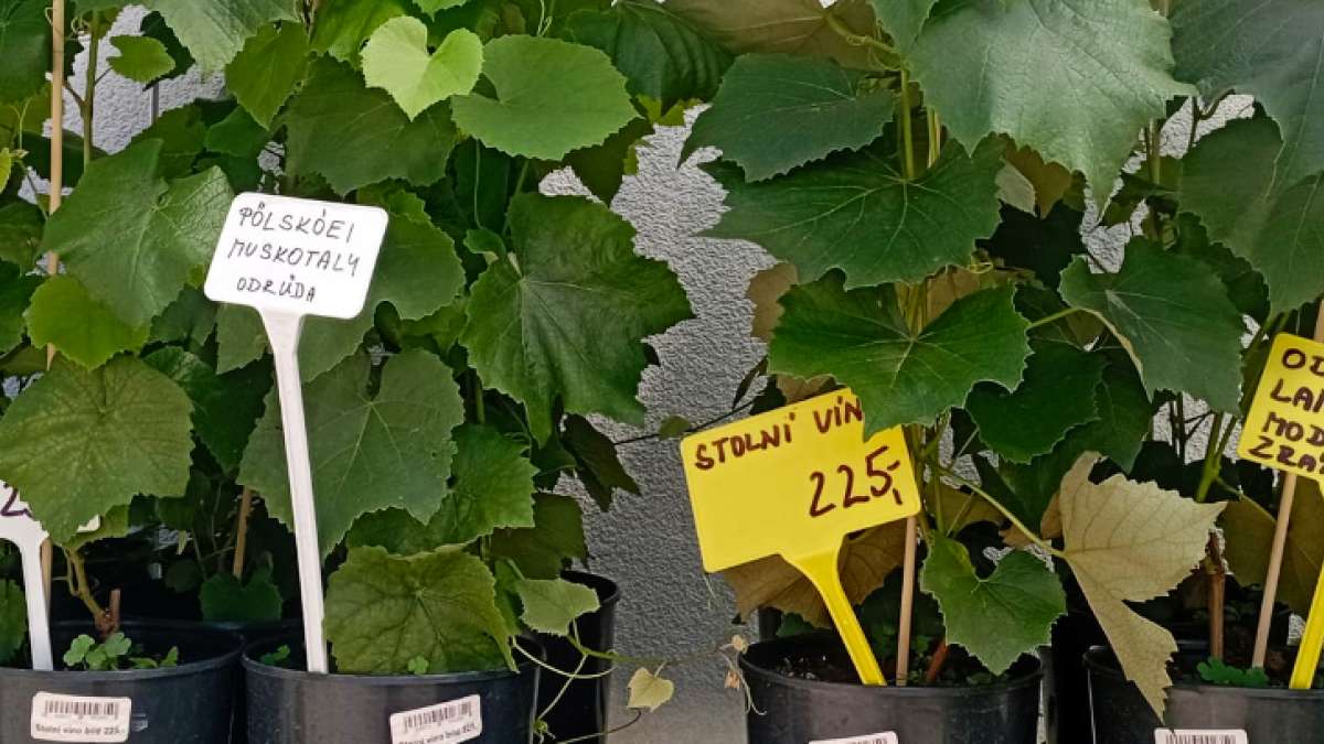 Hroznové stolní víno – Agritec