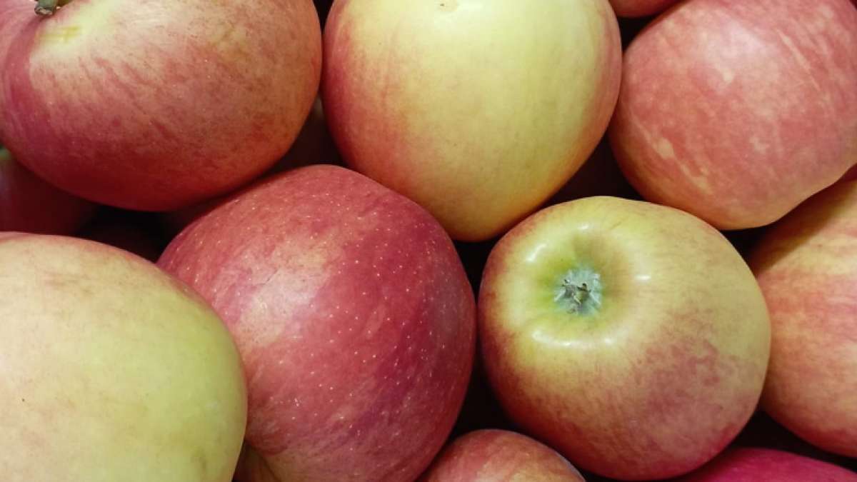 Jablka z Veleboře - Agritec