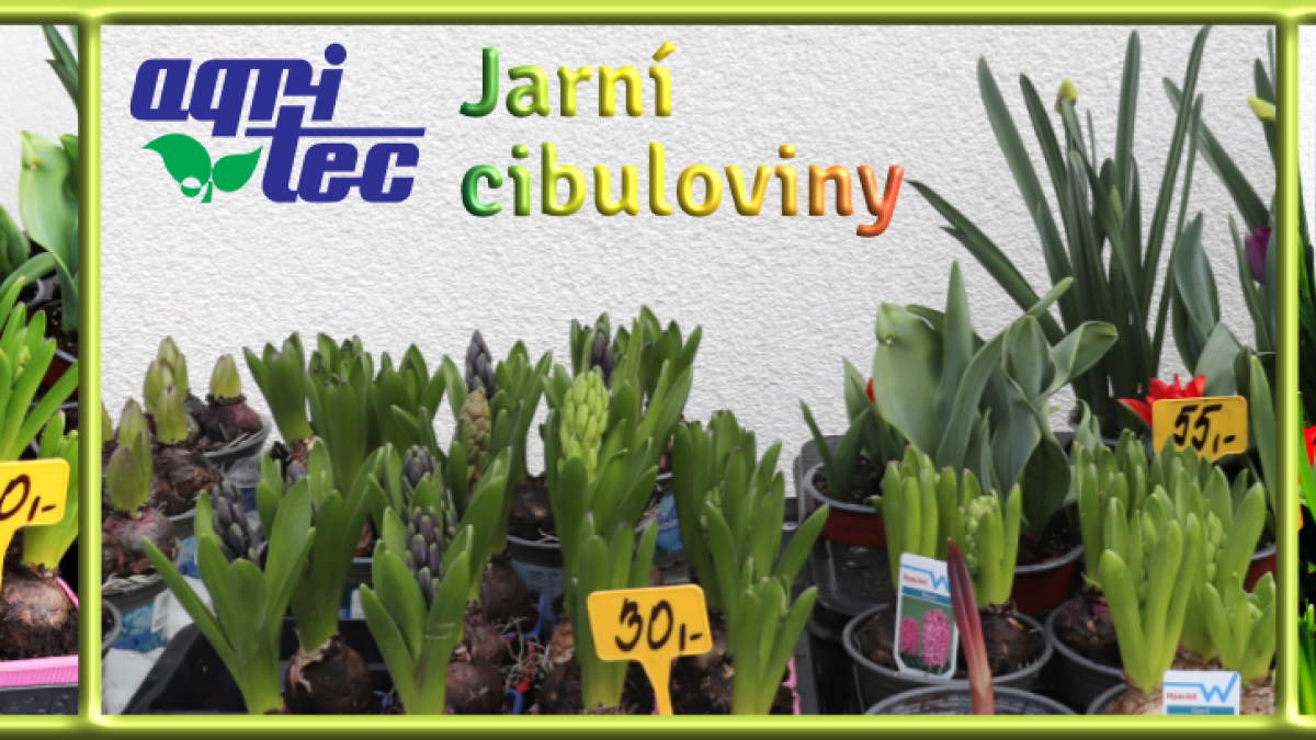 Jarní cibuloviny