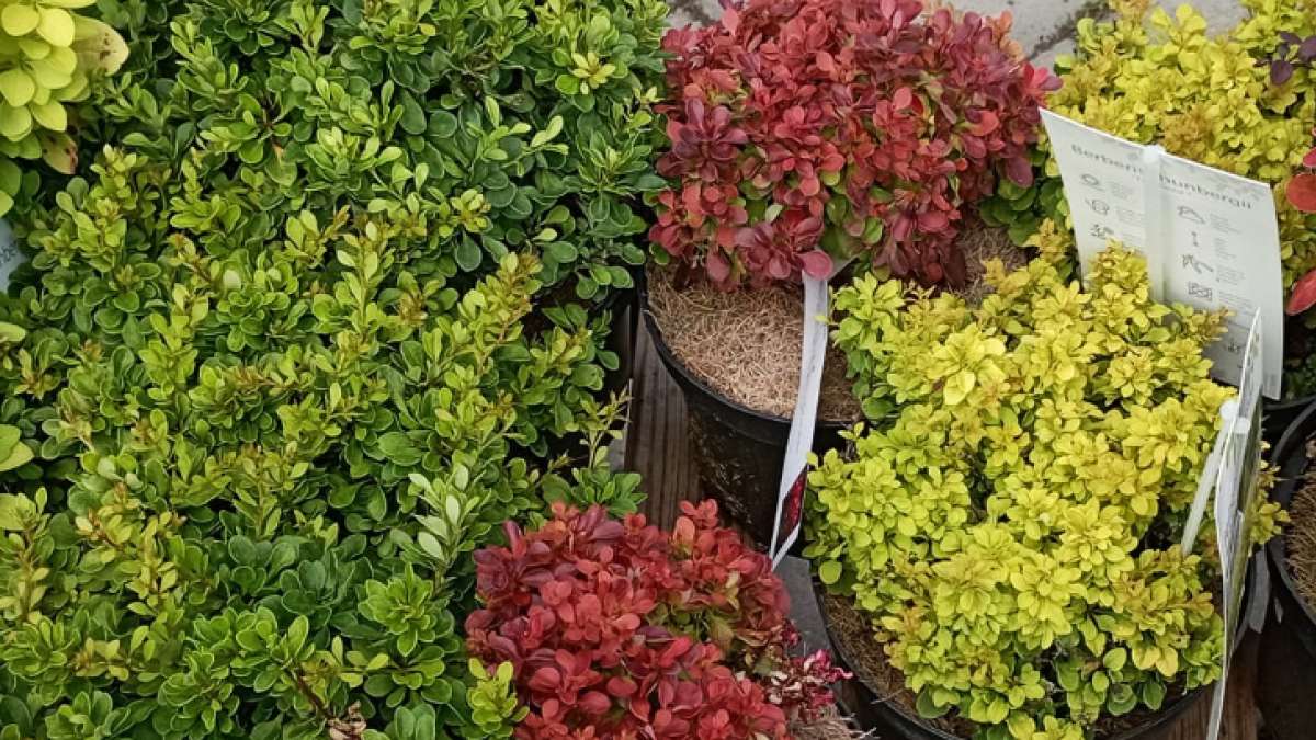 Okrasné keře – Agritec