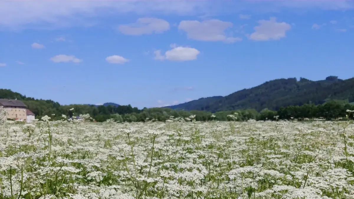 Kmín - kvetoucí porost