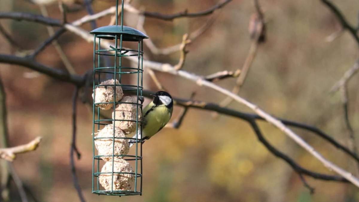 Lojové koule pro ptáky