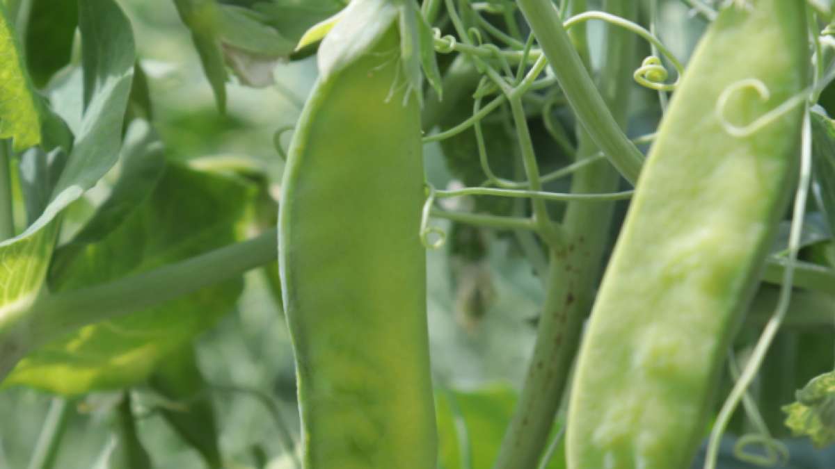 luskoviny - ilustrační foto