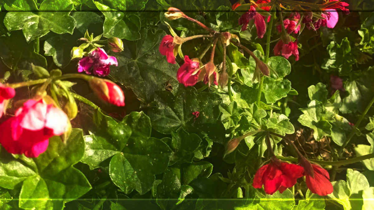 muškáty - výprodej