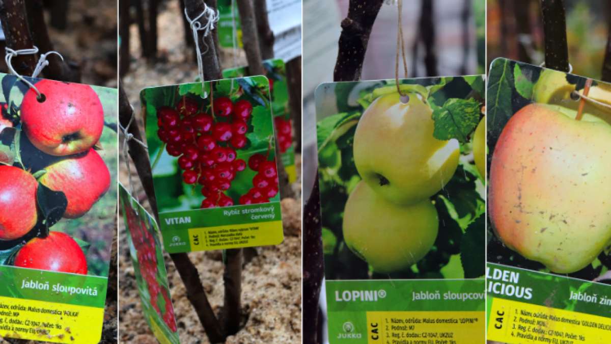 rybíz jabloně hrušně