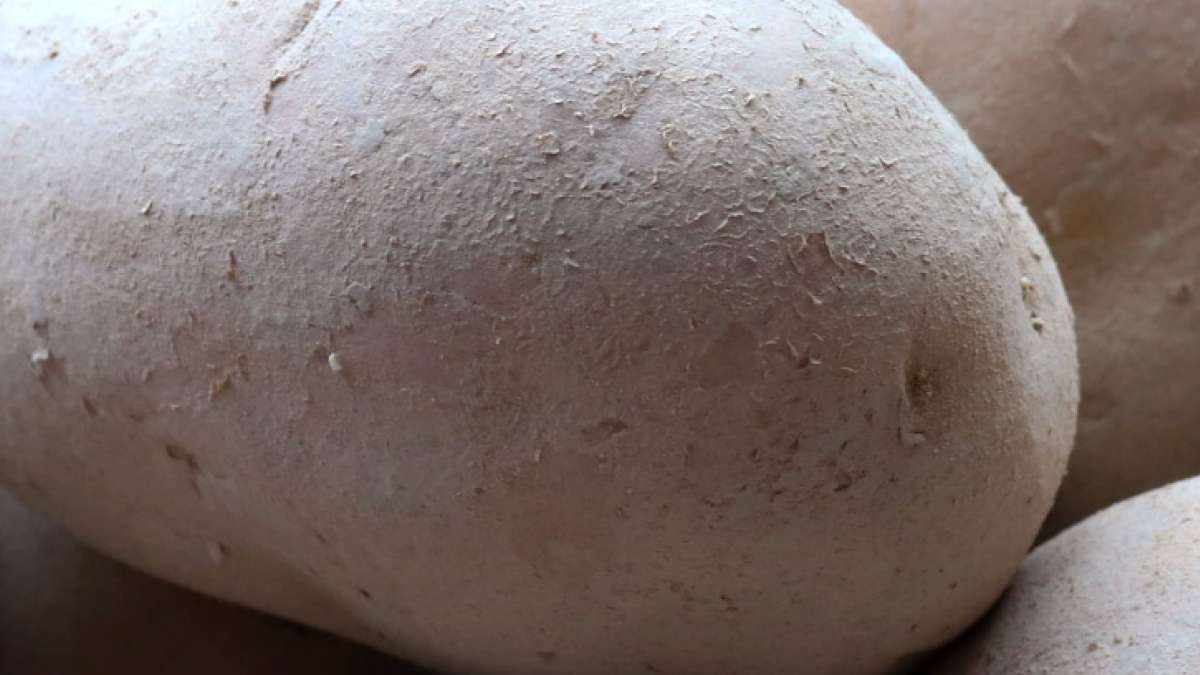 sadbové brambory - ilustrační foto