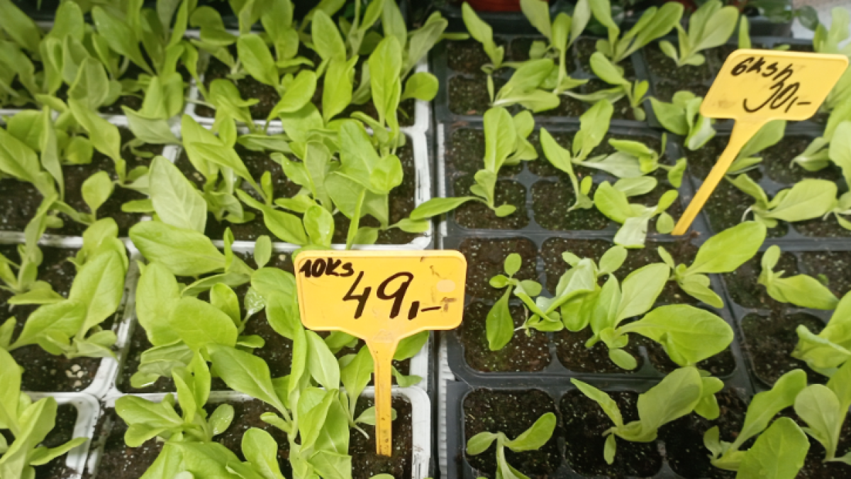 První saláty do skleníku