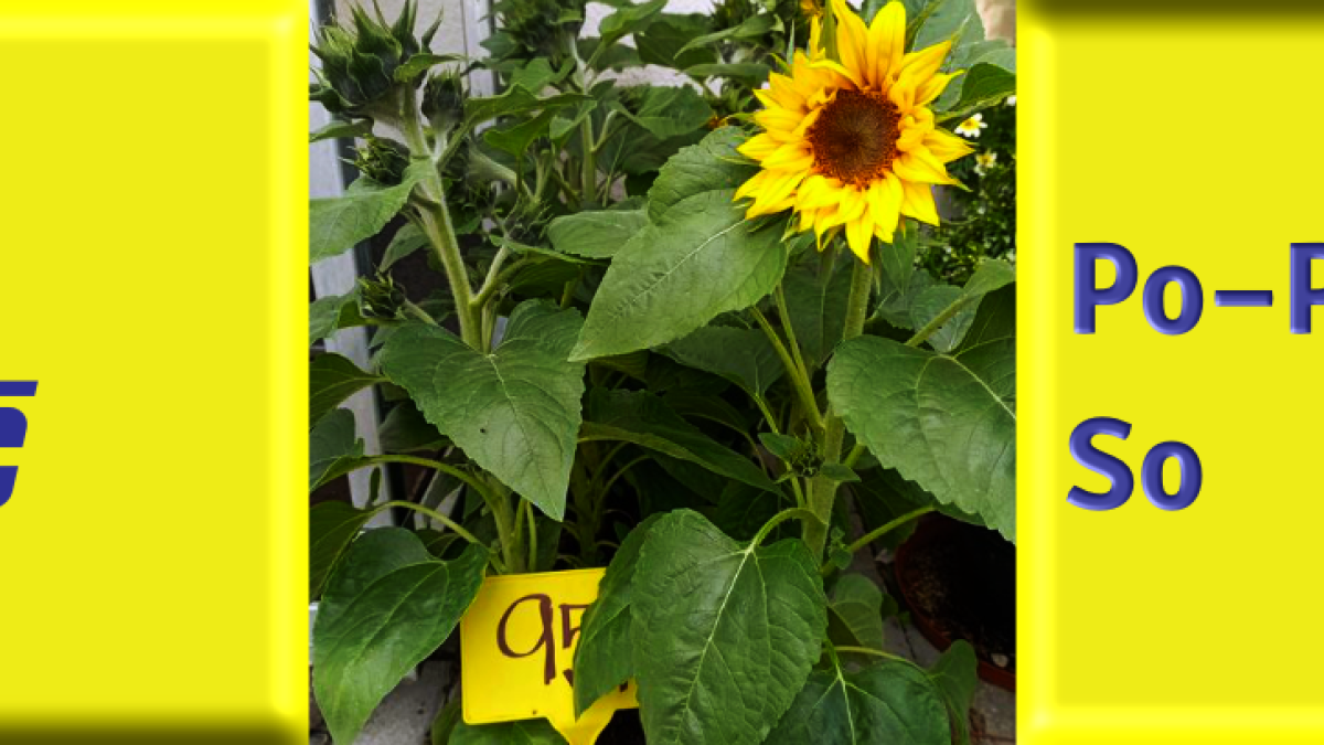 Slunečnice v květináči