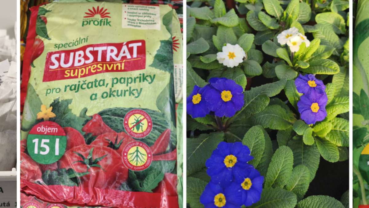 Cibule sazečka, supresivní substráty pro výsevy, primule