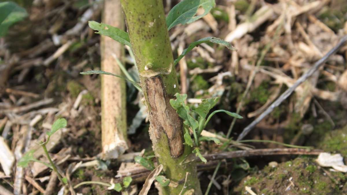 Prognóza fomy v řepce