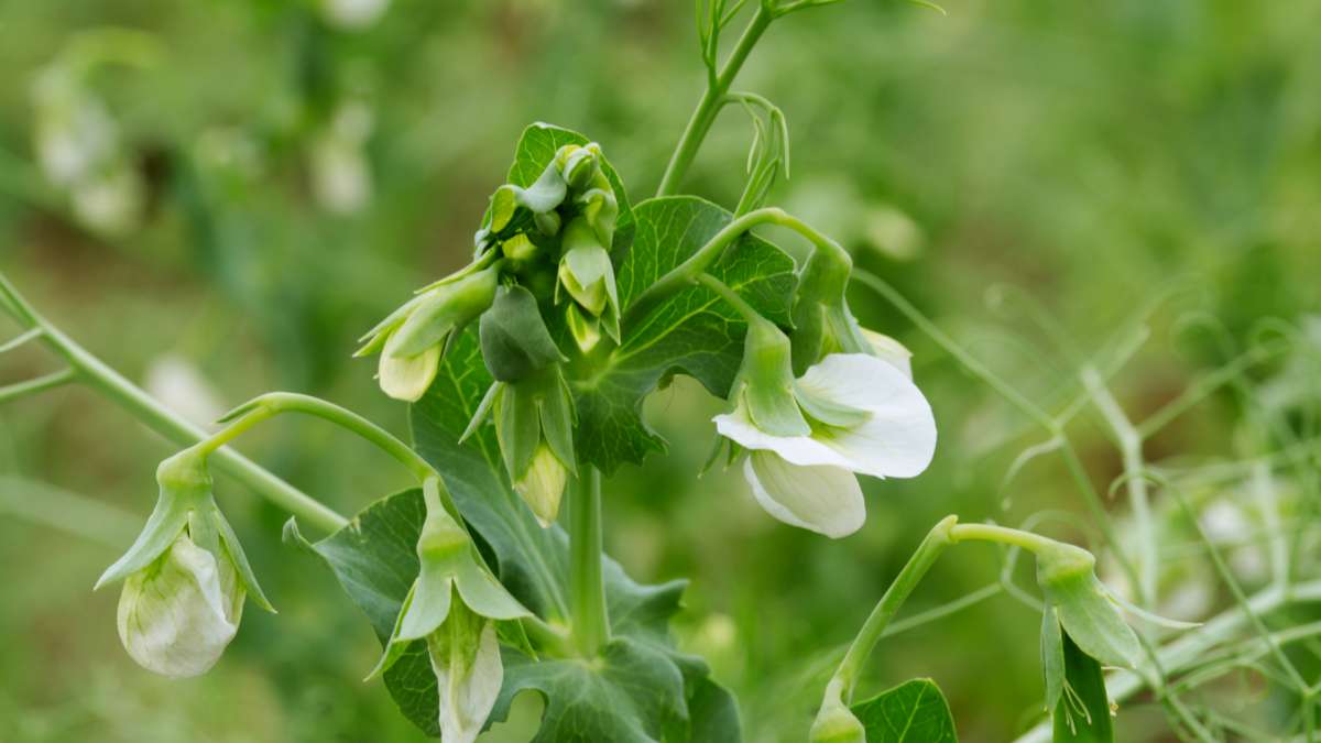 Integrovaná ochrana luskovin a technických plodin