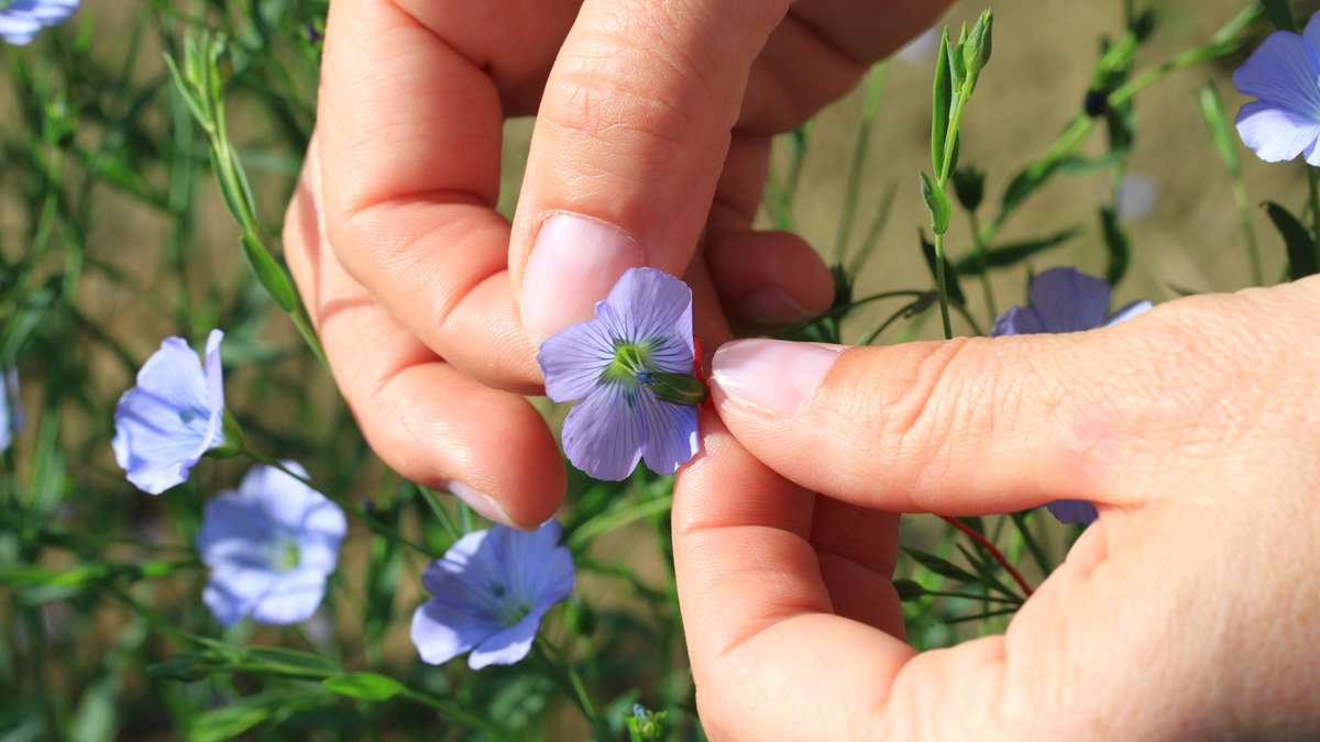 Šlechtění v Agritecu