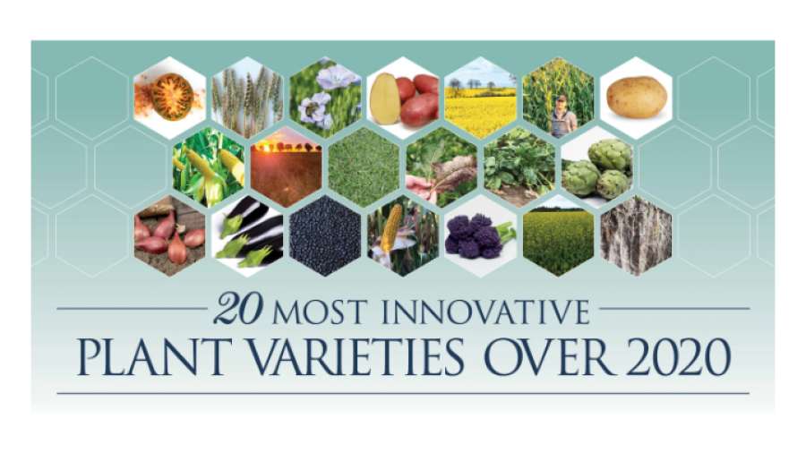 20 most innovative plant varieties 2020 – AGRAM