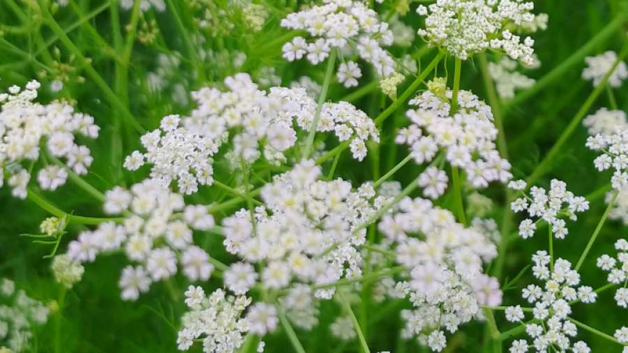 Aklei - kmín jarní