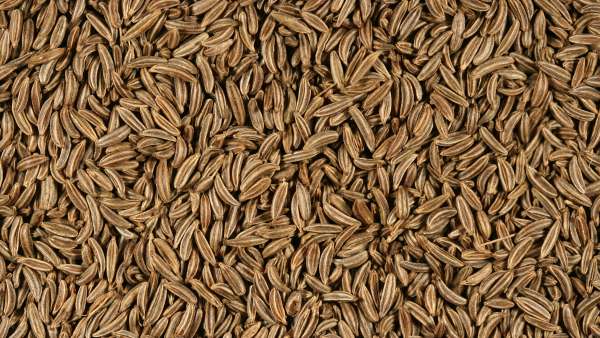 The methodological principles for the cultivation of caraway – APRIM