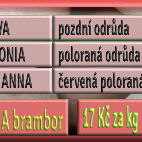 brambory na skladování - říjen 2023