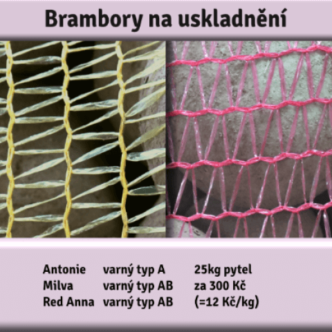 Brambory na uskladnění - Agritec