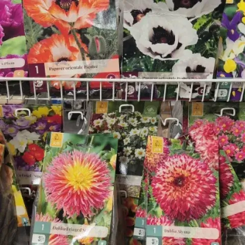 Hlízy jarních květin