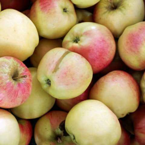 Jablka z Veleboře – Rubinola, Bohemia