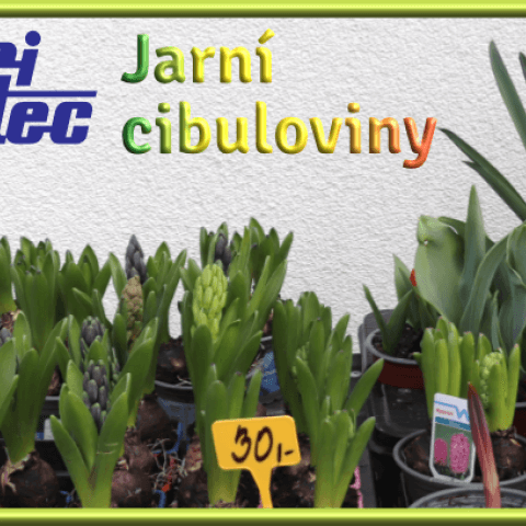 Jarní cibuloviny