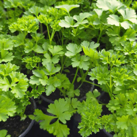 petrželka, salát, kedluben