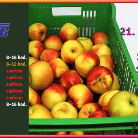 Jablka Šampion za 11 Kč/kg