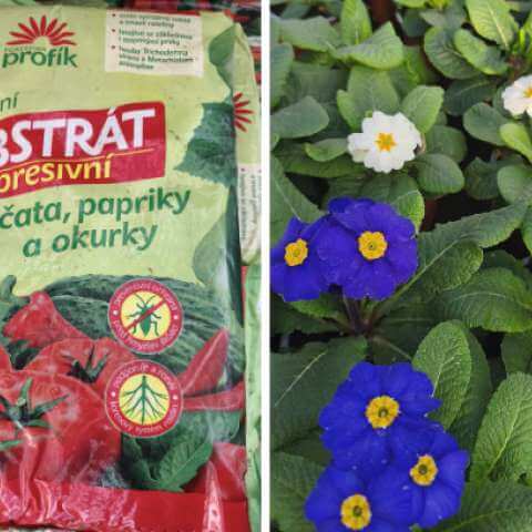 Cibule sazečka, supresivní substráty pro výsevy, primule