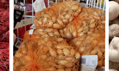 brambory, cibule sazečka