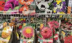 Hlízy jarních květin