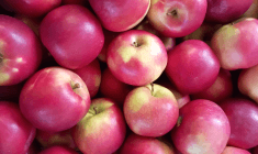 AKCE jablka IDARED 20 Kč za kg