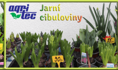 Jarní cibuloviny