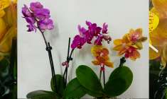 orchideje