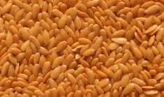 semeno lnu