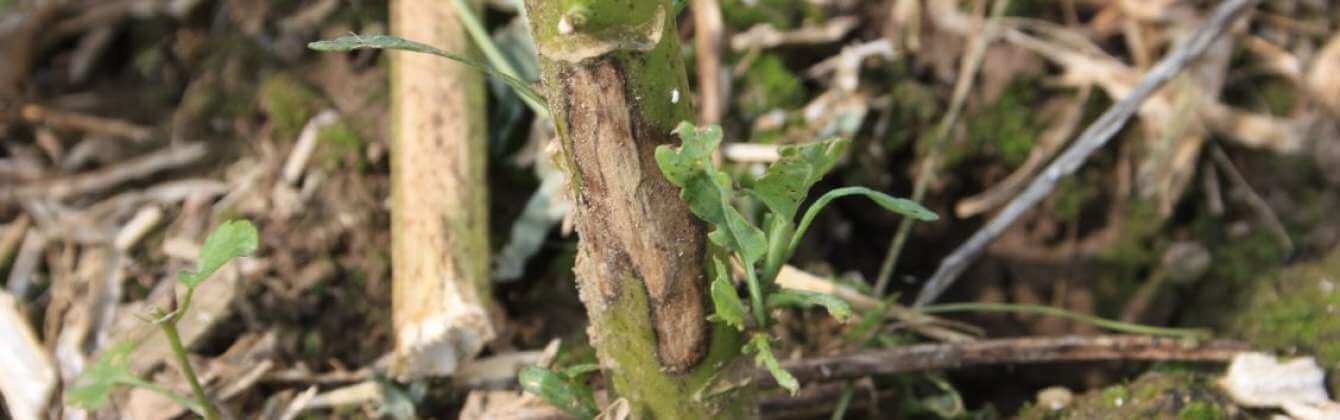 Prognóza fomy v řepce