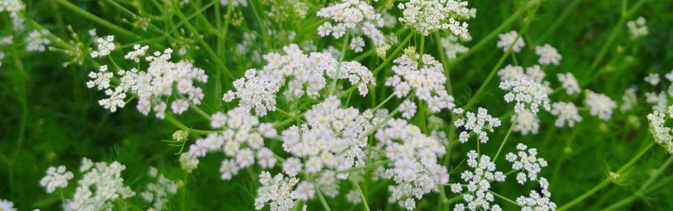 Aklei - kmín jarní