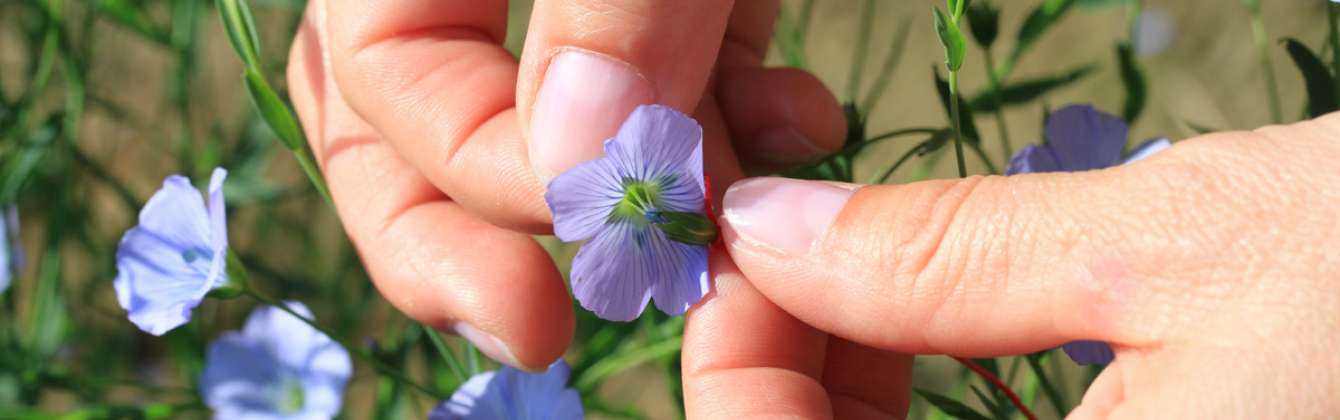 Šlechtění v Agritecu